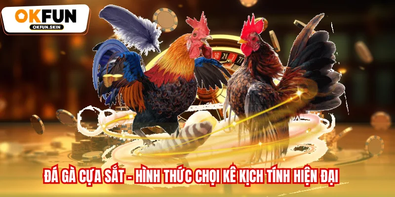 Đá Gà Cựa Sắt - Hình Thức Chọi Kê Kịch Tính Hiện Đại